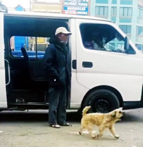 Vede il van del papà autista vuoto e non ci pensa un attimo: il cane lo aiuta a richiamare i clienti