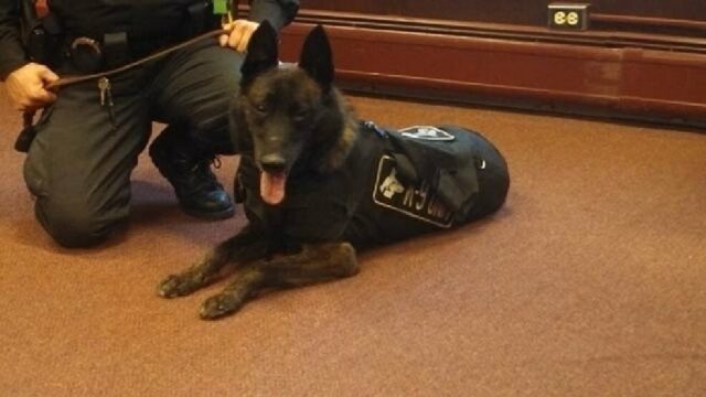 Agente saluta il cane poliziotto per sempre: Axel era il suo compagno di lavoro e di vita