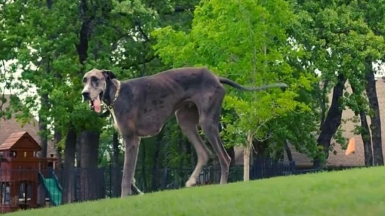 Cane marrone su un prato