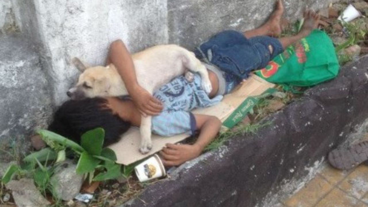 cane bimbo distesi in strada