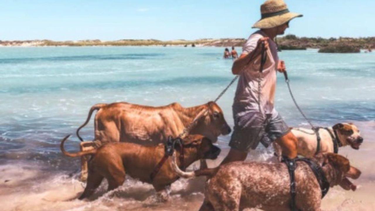 animali sulla spiaggia