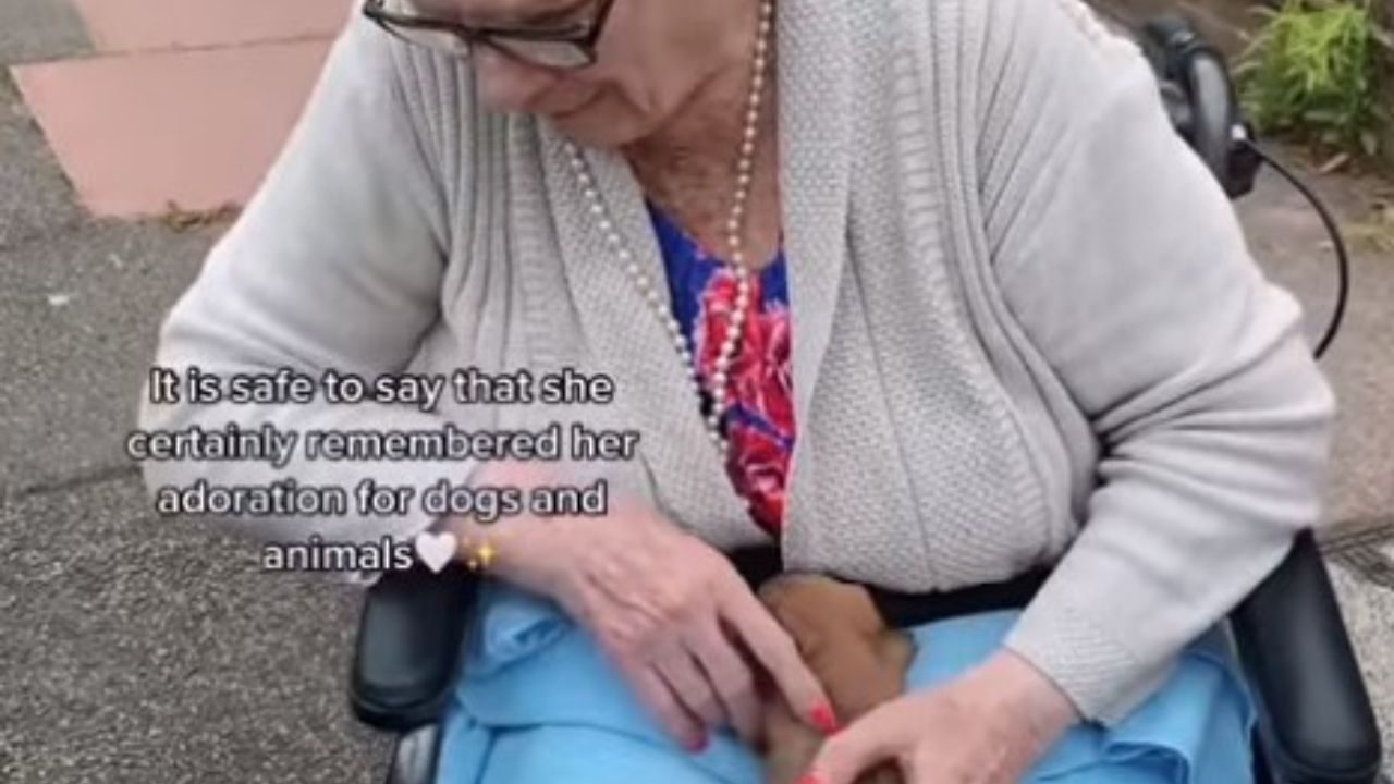 cucciolo in braccio a donna anziana