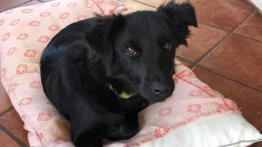 cagnolino con collare colorato