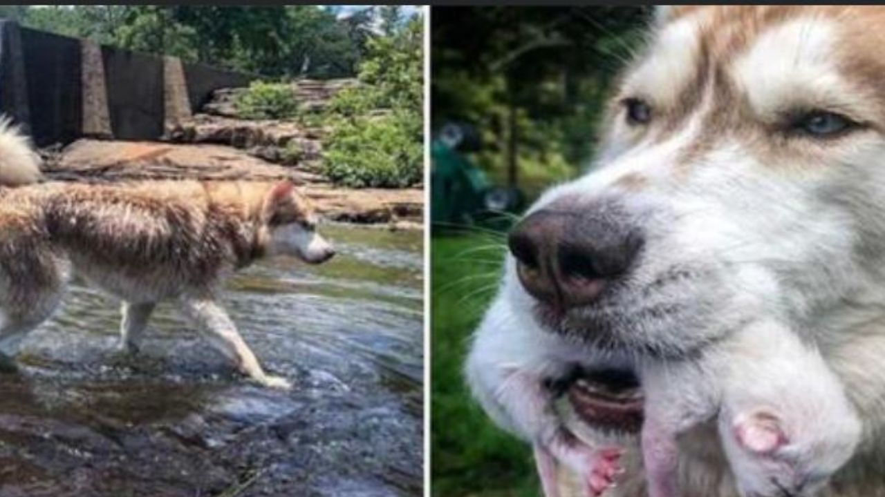 Un cane con un gattino in bocca