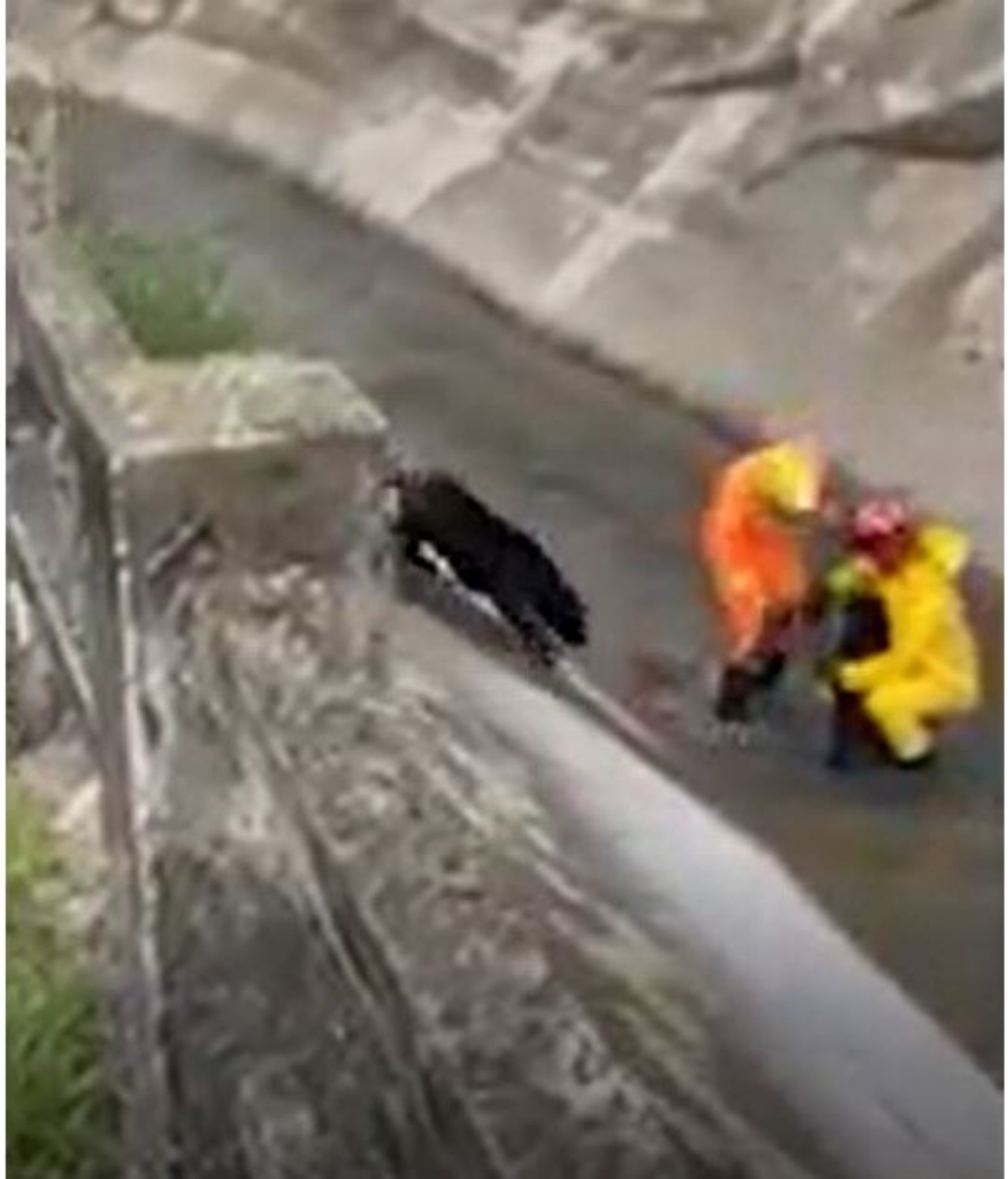 Un cane che aiuta i vigili del fuoco