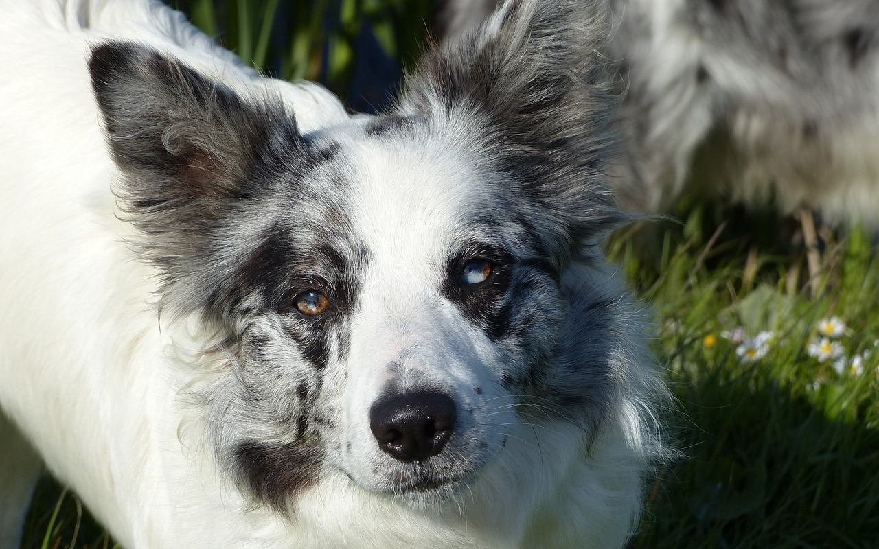 cane con il gene merle