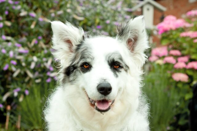 Border Collie Blue Merle: le particolarità, il costo e dove trovarlo