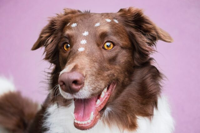 Border Collie, carattere e personalità: tutto quello che bisogna sapere