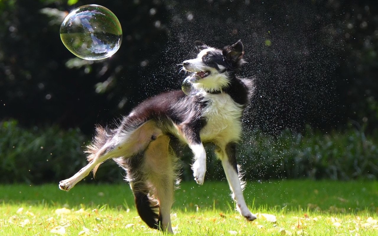 cane che insegue le bolle di sapone