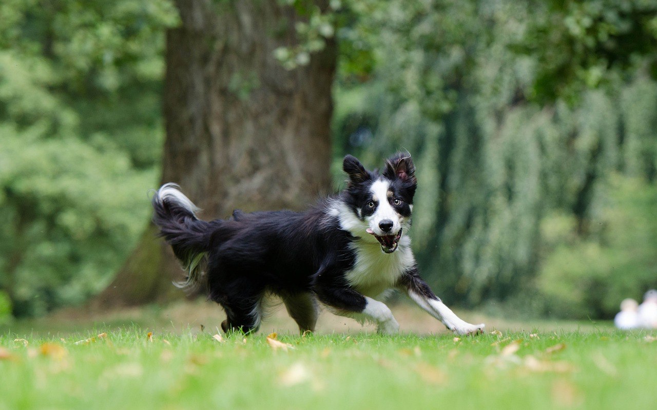 cane che corre sul prato