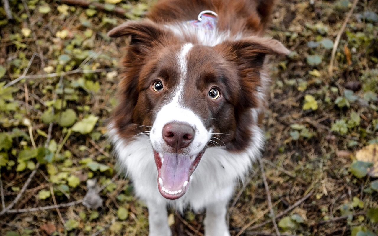 cane con il mantello bianco e marrone