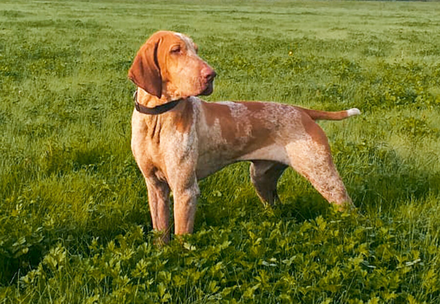 cane durante battuta di caccia