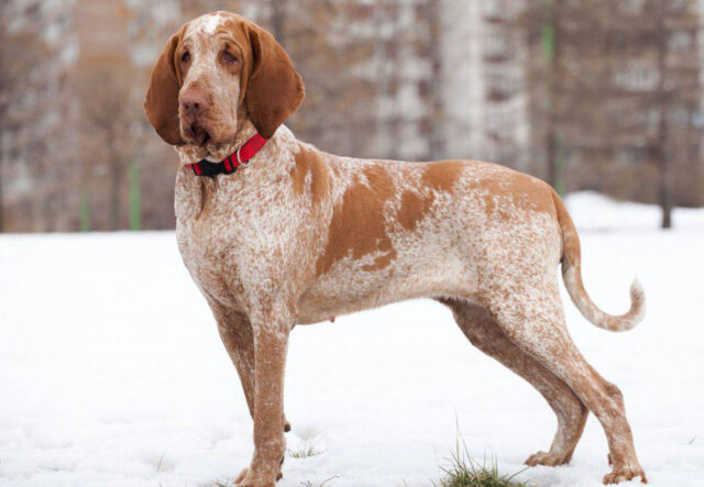 Il Bracco Italiano può essere un buon cane da guardia?