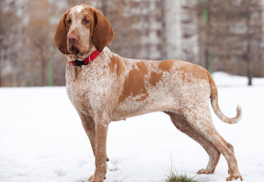cane bracco italiano sulla neve