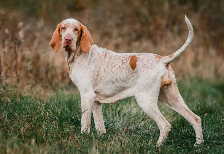 cane nel bosco