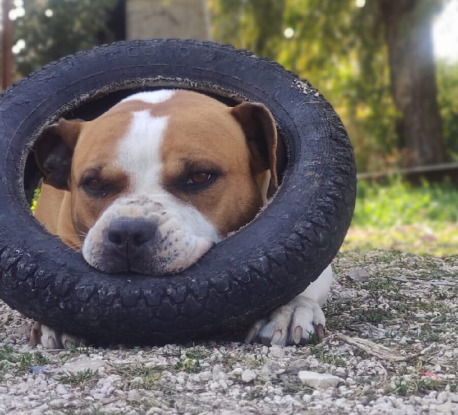 cane gioca con ruota