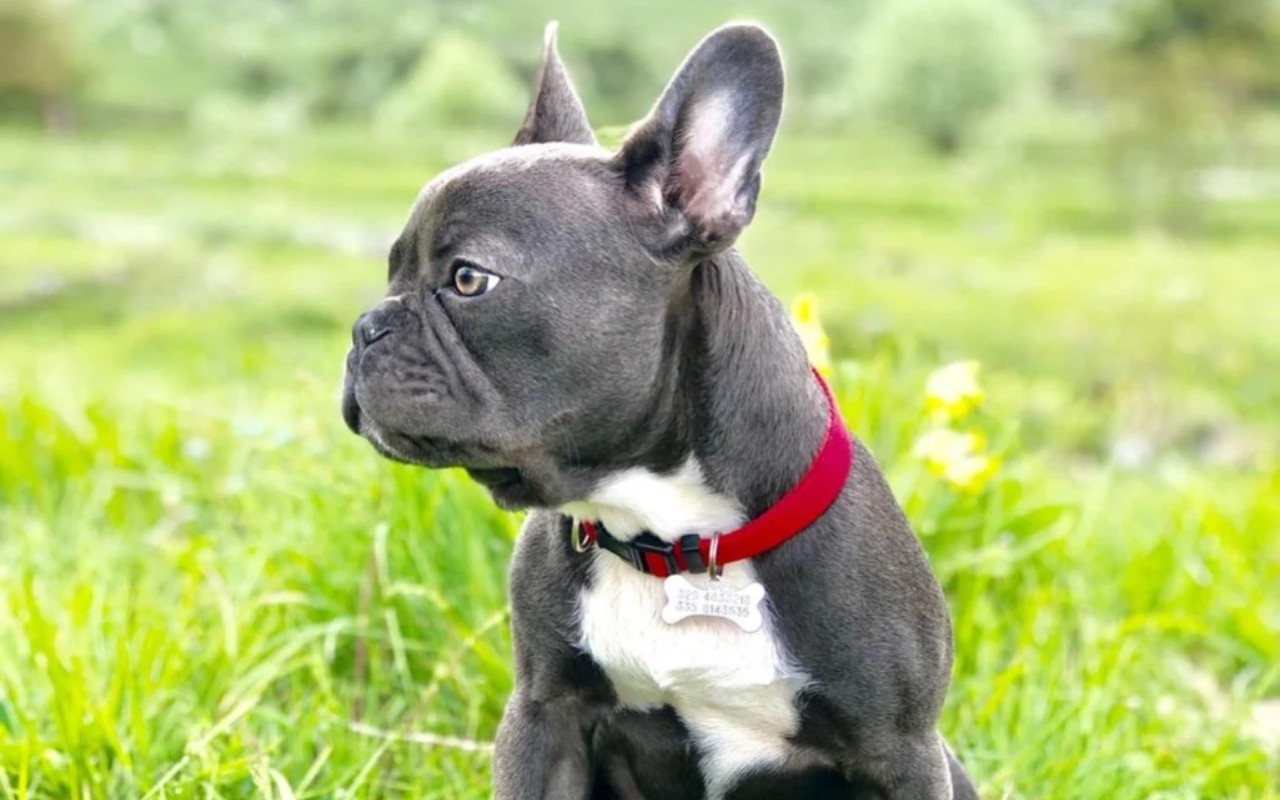 cagnolino sul prato