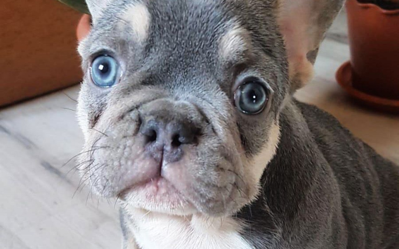 cagnolino con gli occhi azzurri