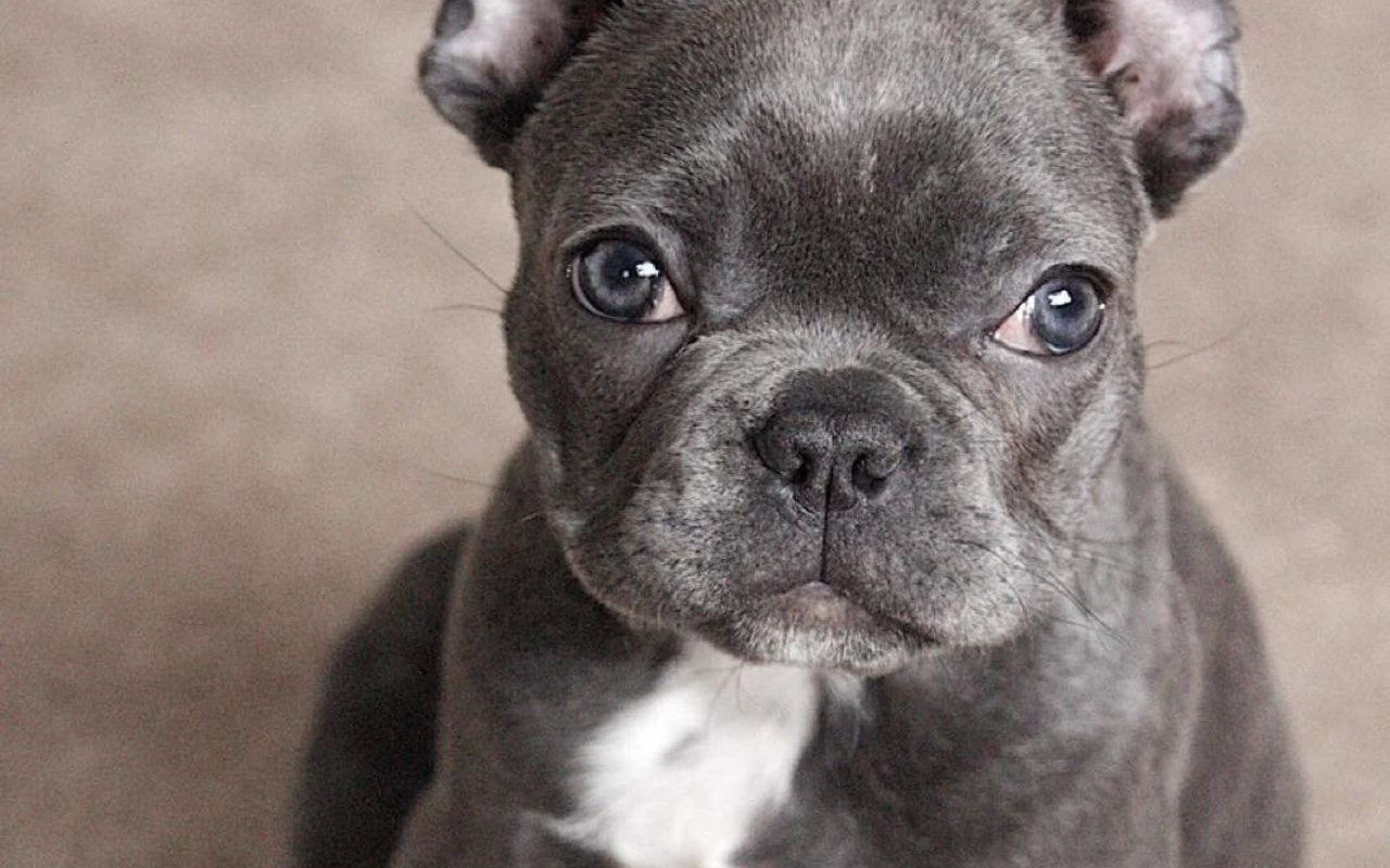 cagnolino col pelo grigio