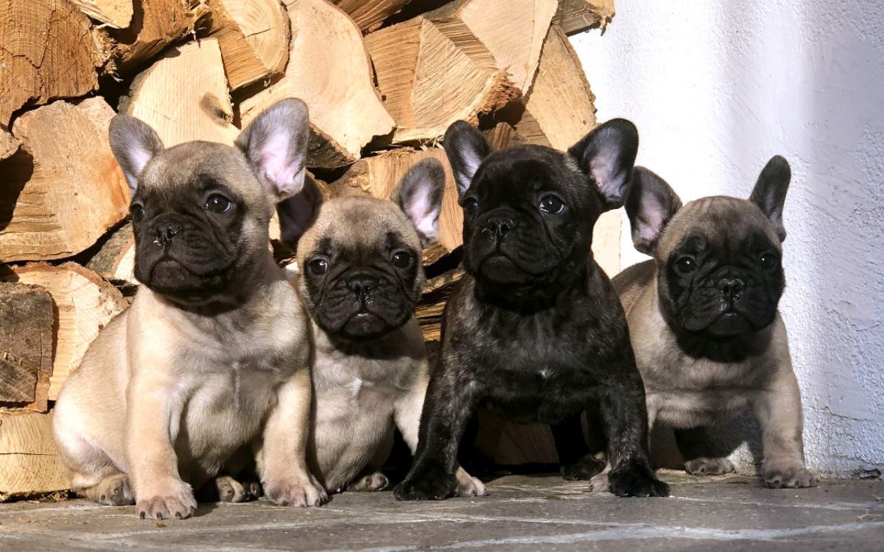 cagnolini con la maschera nera