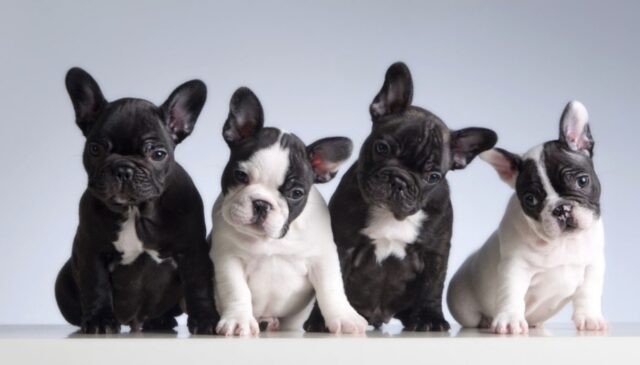 Bulldog Francese, cuccioli: le loro caratteristiche, come crescerli e cosa sapere