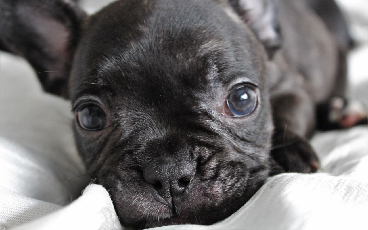 cucciolo di cane nero