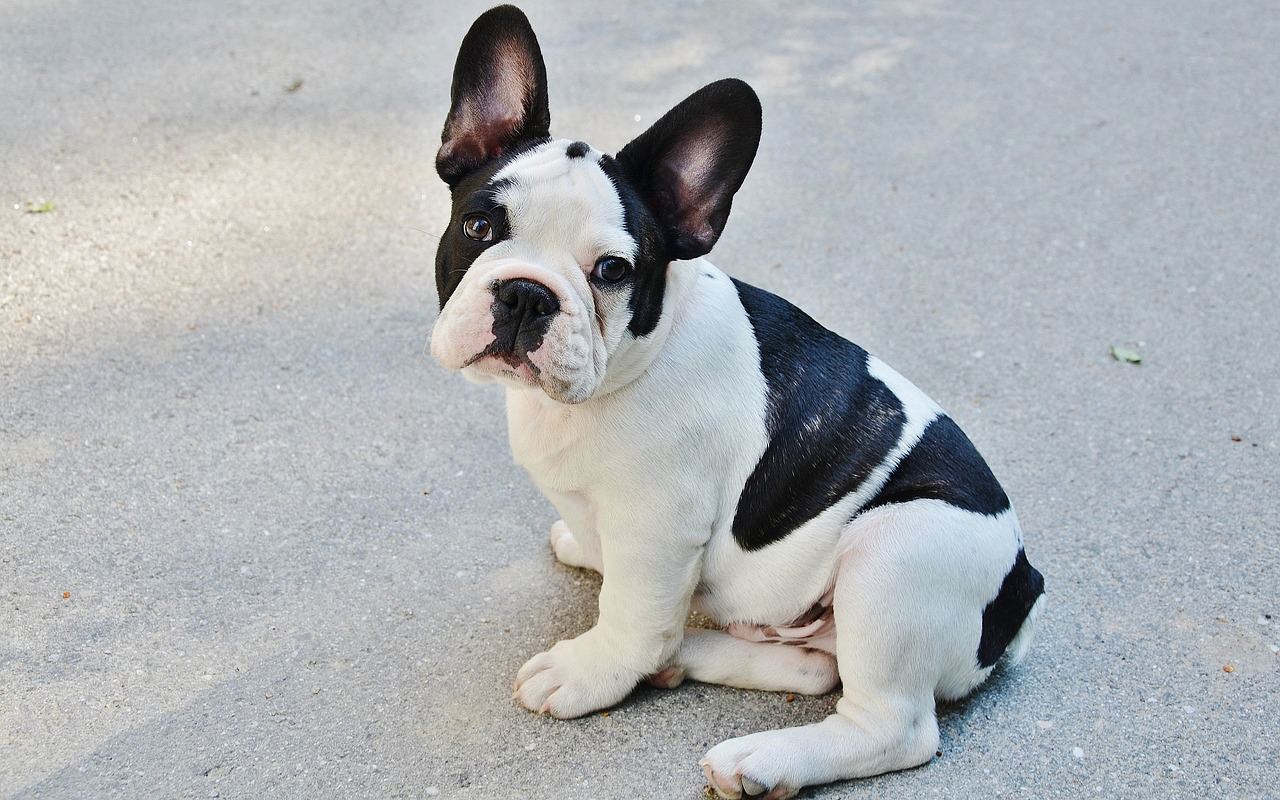 cucciolo di cane bianco e nero