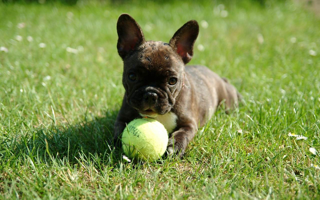 cagnolino nero piccolissimo