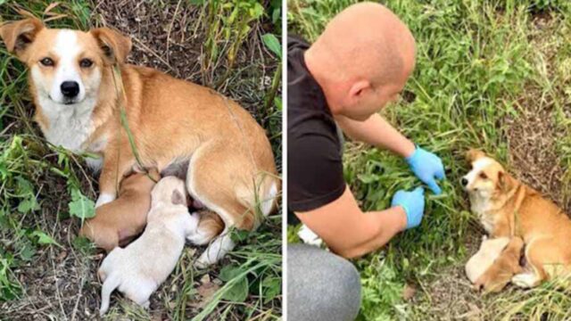 Non si è tirato indietro: quest’uomo ha salvato una cagnolina che giaceva inerme con i suoi cuccioli