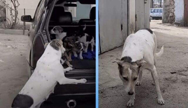 Questa cagnolina non contiene la sua felicità quando si riunisce ai cuccioli che le erano stati rubati