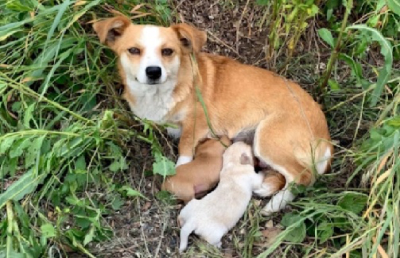 cagnolina marrone