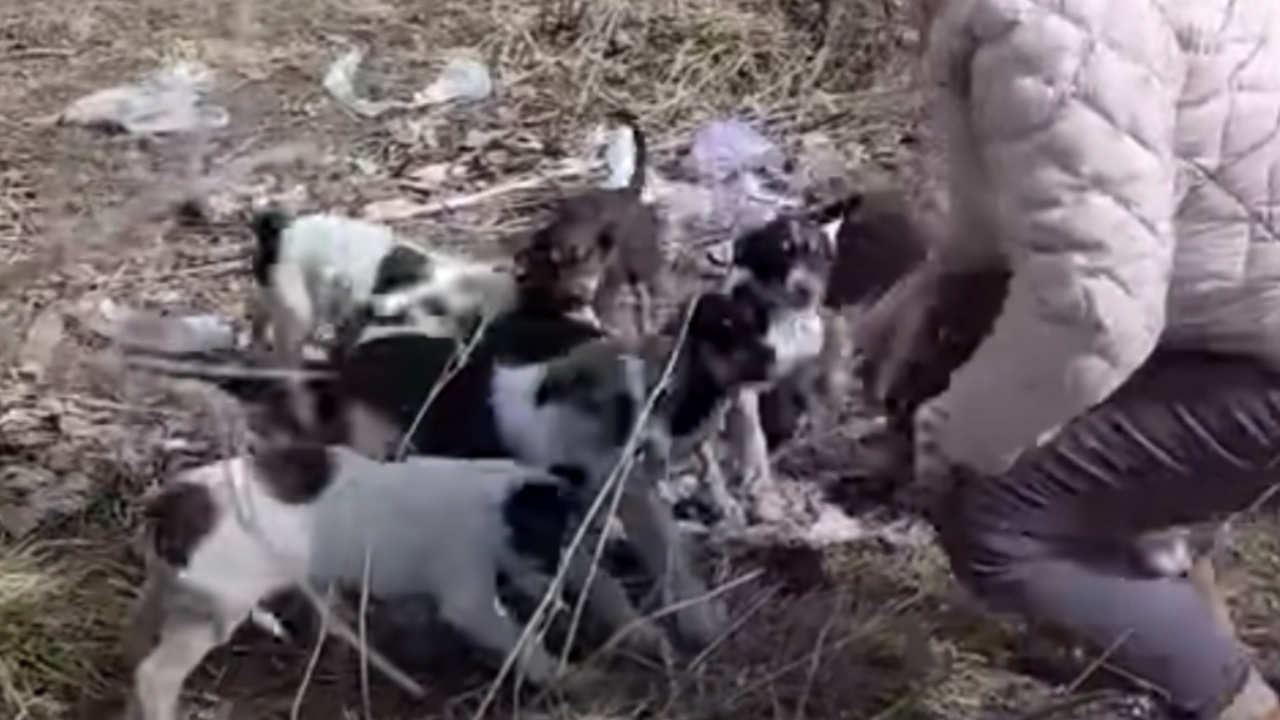 cuccioli della cagnolina