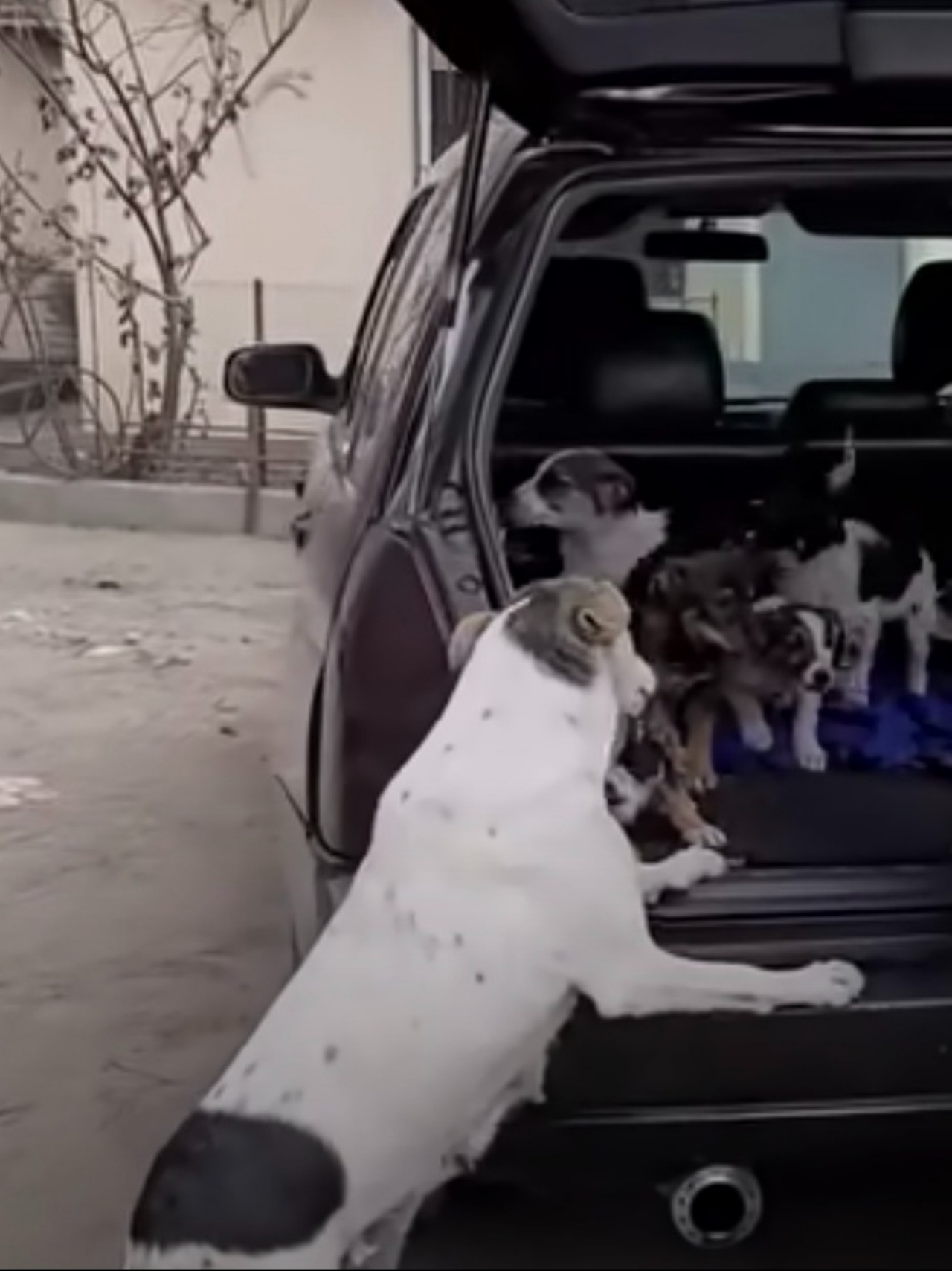 lieto fine per la cagnolina