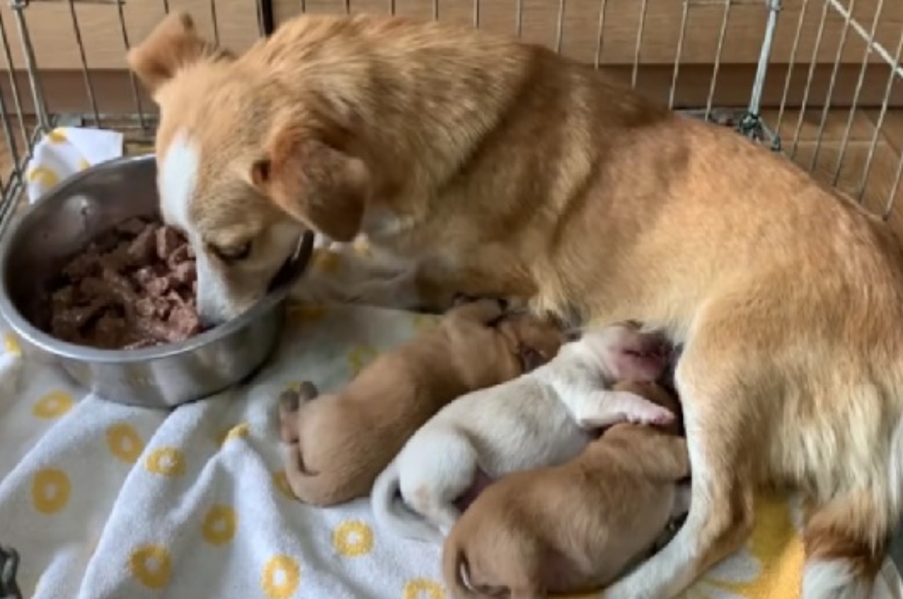 cagnolina insieme ai suoi cuccioli