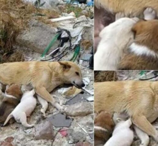 Questa cagnolina con le zampe rotte era terrorizzata e morente, ma ha continuato a proteggere i suoi cuccioli