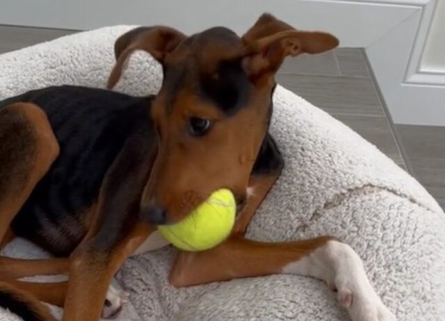 L’hanno trovata denutrita e triste: ora questa cagnolina è finalmente felice (VIDEO)