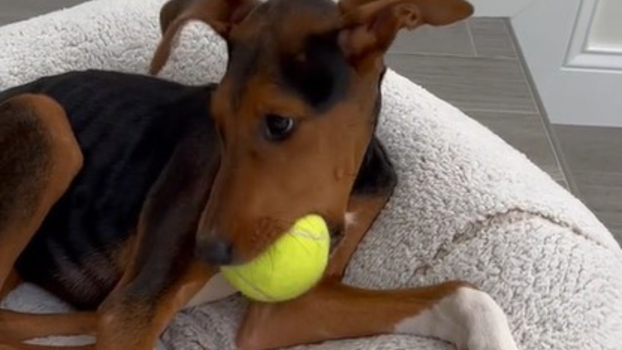 cagnolina con la palla