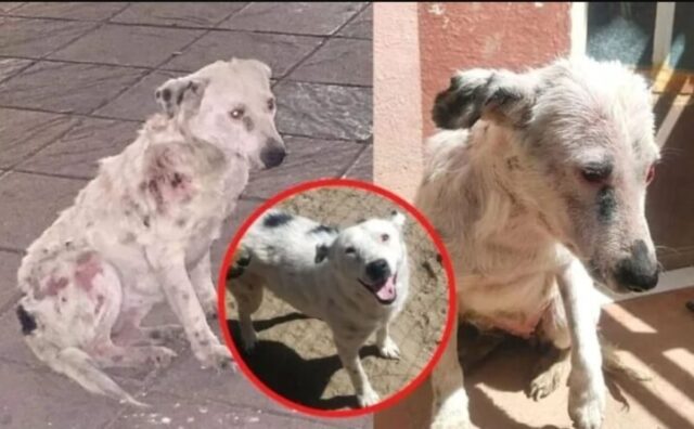 L’hanno rifiutata per tanto, troppo tempo: la storia di questa cagnolina è davvero triste