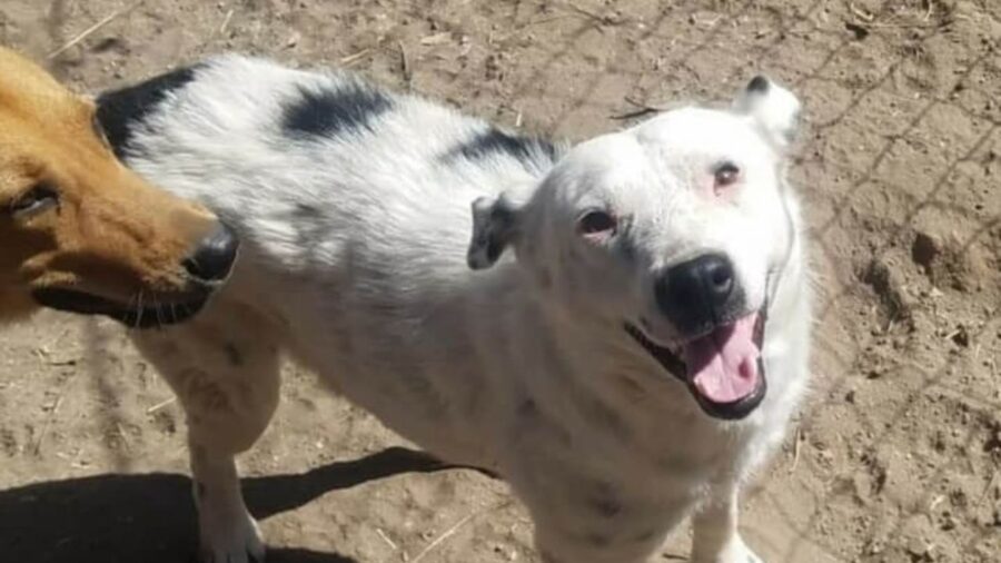 cagnolina che sorride