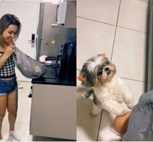 Shih Tzu reagisce in modo esplosivo quando riceve il regalo che ha sempre voluto