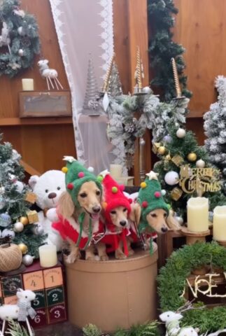 La magia del Natale è in corso: tre cagnolini si trasformano in elfi di Babbo Natale (VIDEO)