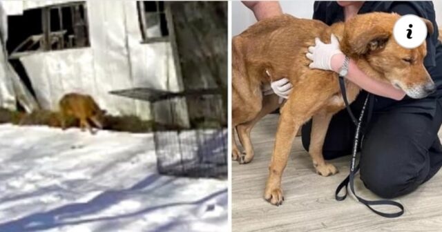 Il cagnolino, stanco e indebolito, ha percorso ben 130 chilometri per riunirsi alla sua famiglia