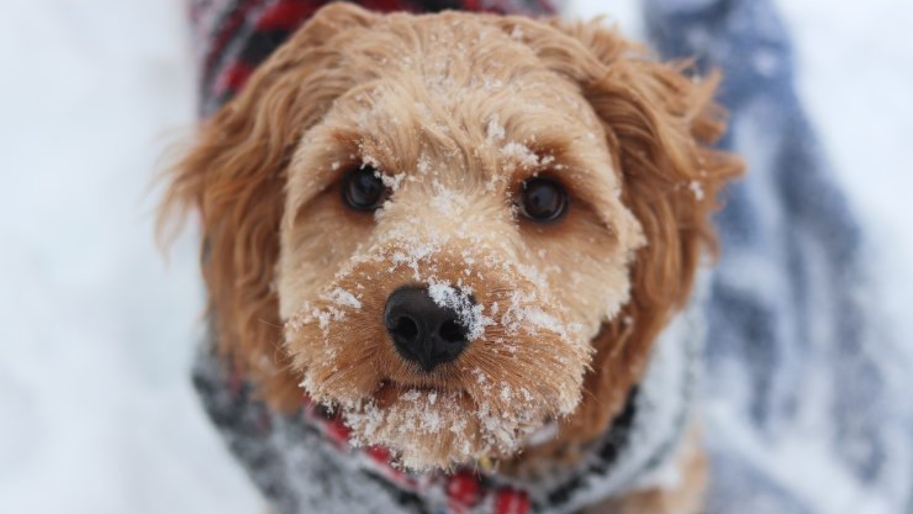 cagnolino nella neve