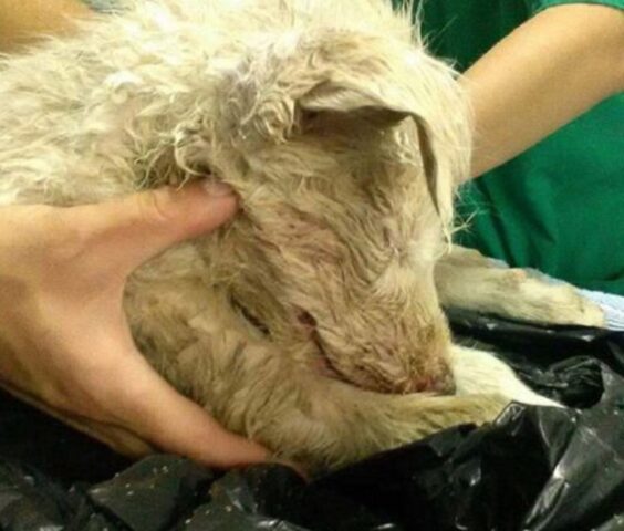 Cagnolino trovato in un sacchetto di plastica malnutrito: la sua nuova vita