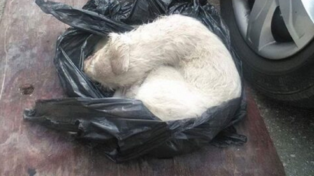 Cane bianco dentro un sacchetto nero