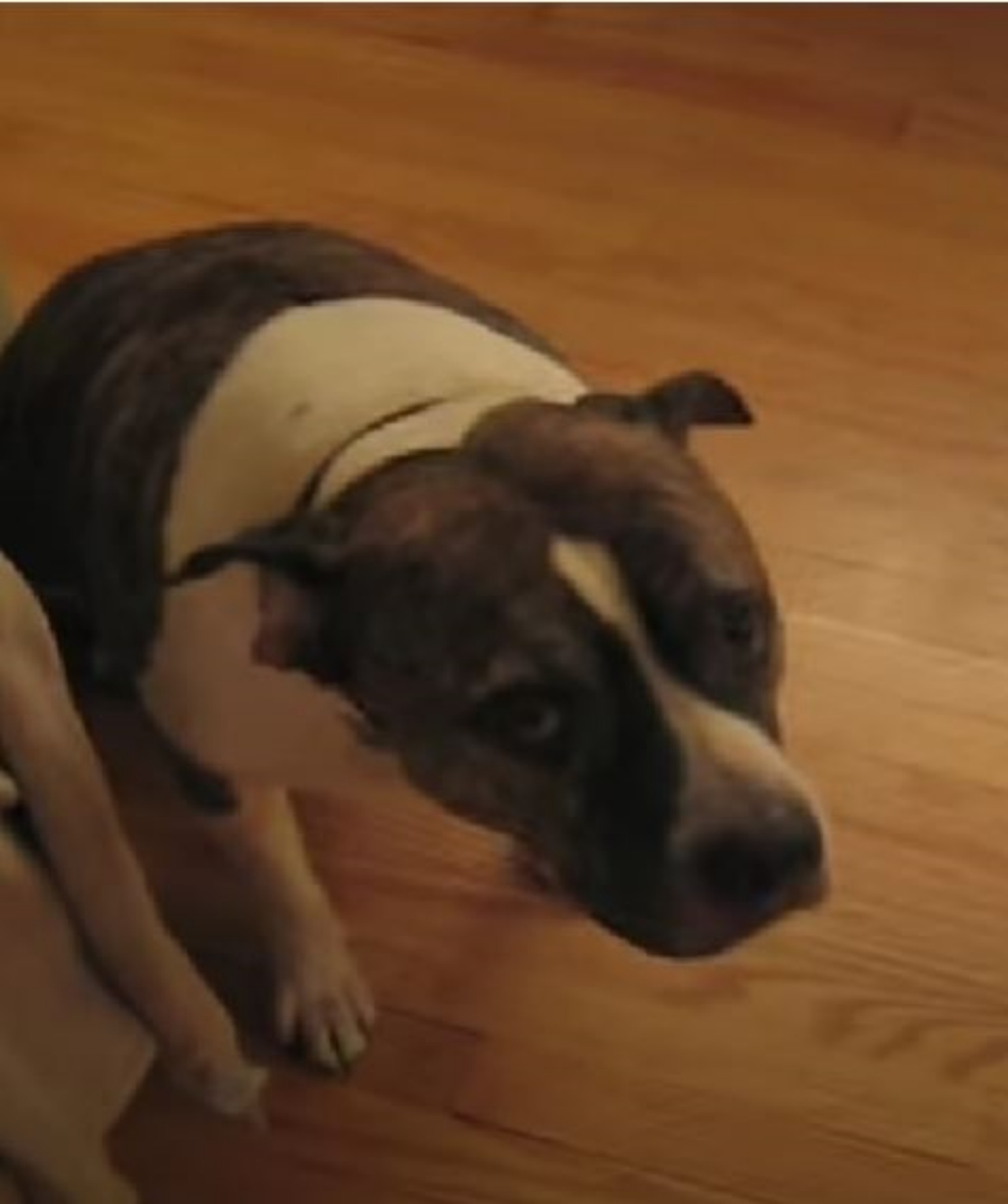 Un cane con lo sguardo colpevole