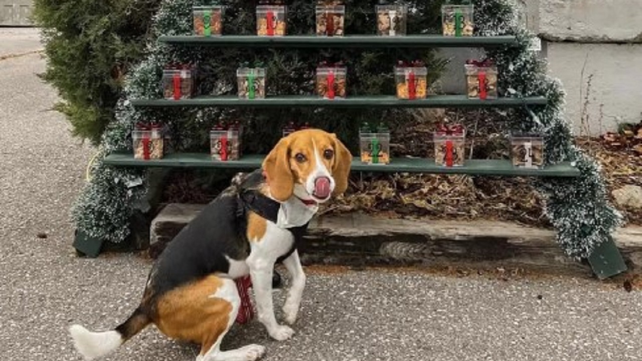 Beagle e calendario dell'avvento