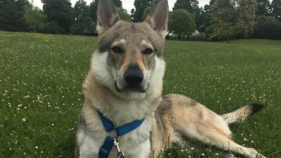 cane da lupo cecoslovacco pelo medio corto