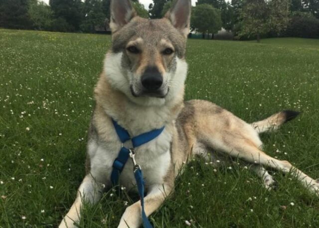 Calenzano, Bosco non torna a casa, il cane Lupo Cecoslovacco è ancora disperso