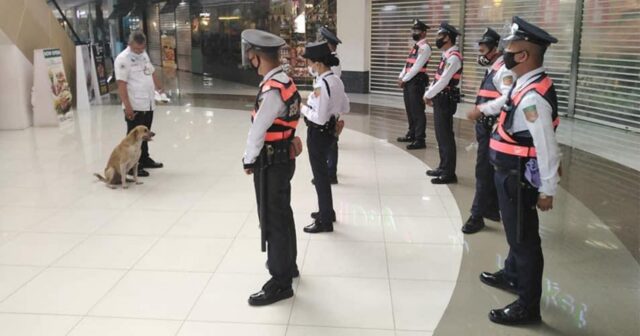 Un cane che ogni giorno vagava dentro il centro commerciale è ufficialmente diventato una guardia di sicurezza